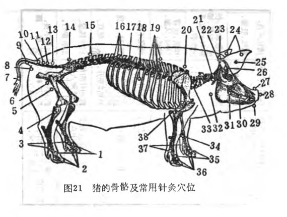 acupuncture-points-part-1.jpg